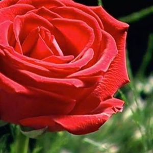 Meet your Posher, Susan